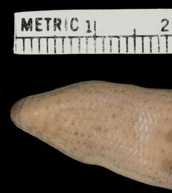 Media type: image;   Herpetology R-100548